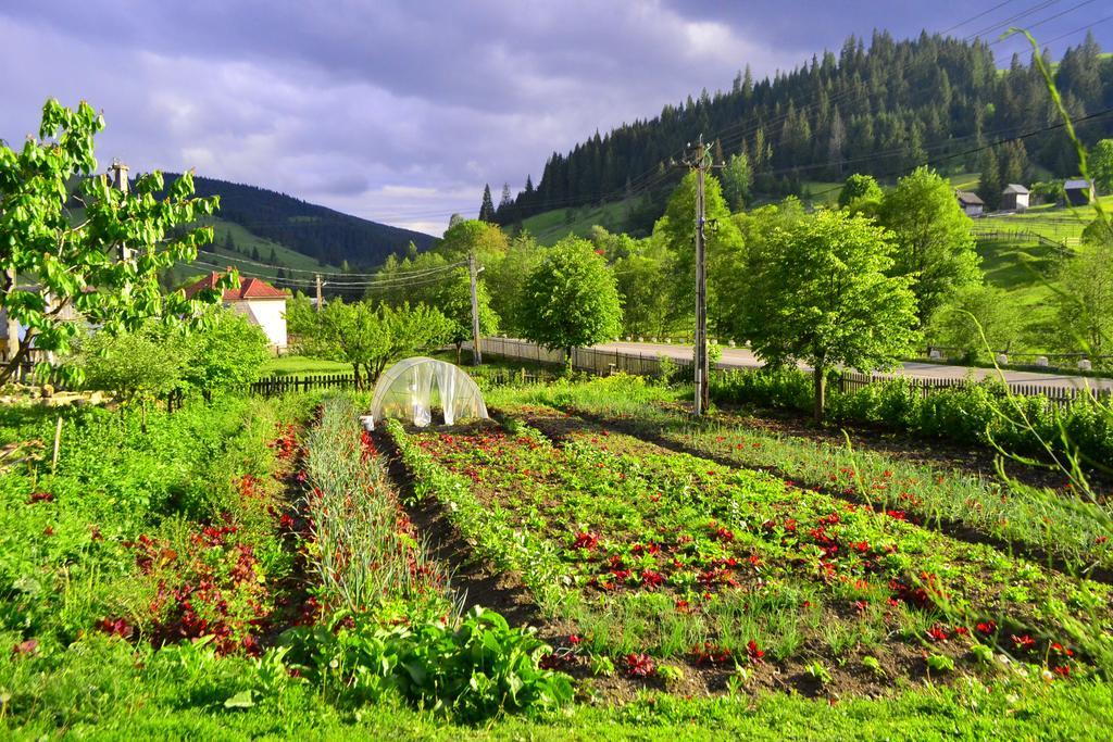 Pensiunea Agroturistica Casa Colinita Ватра Молдовицей Экстерьер фото