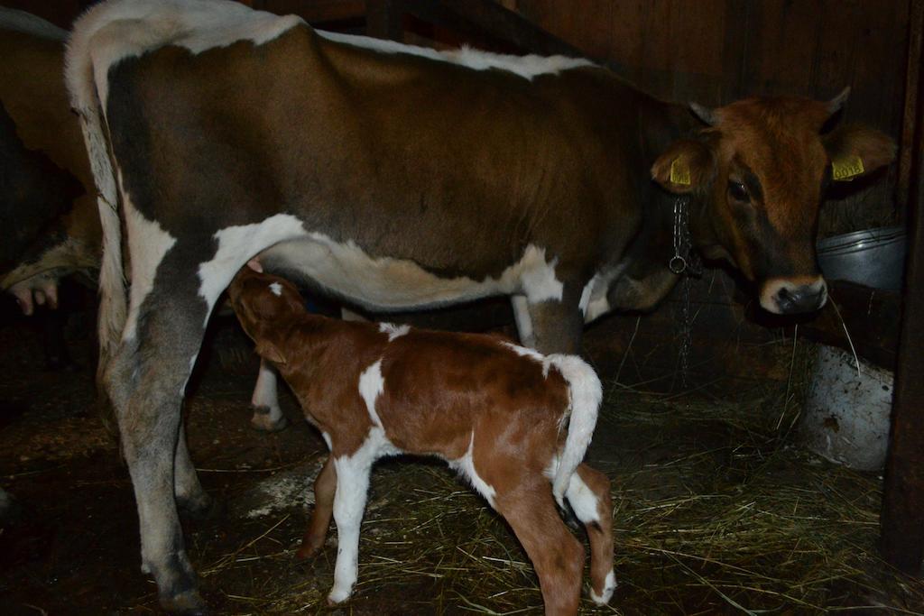 Pensiunea Agroturistica Casa Colinita Ватра Молдовицей Экстерьер фото